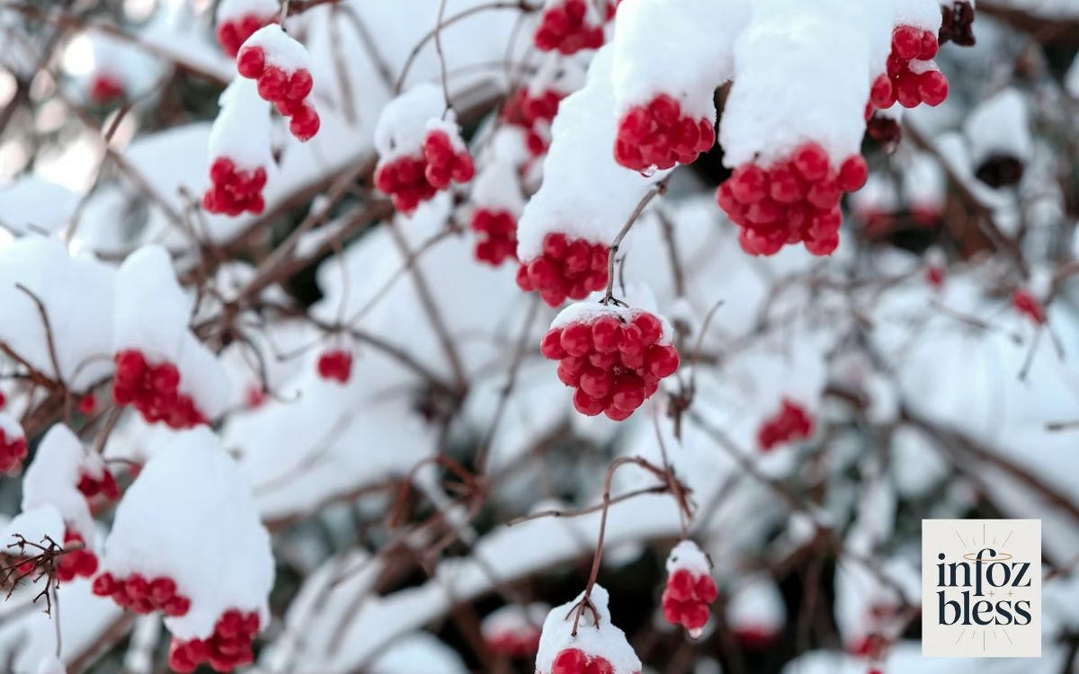 February Blessings & Winter Wishes